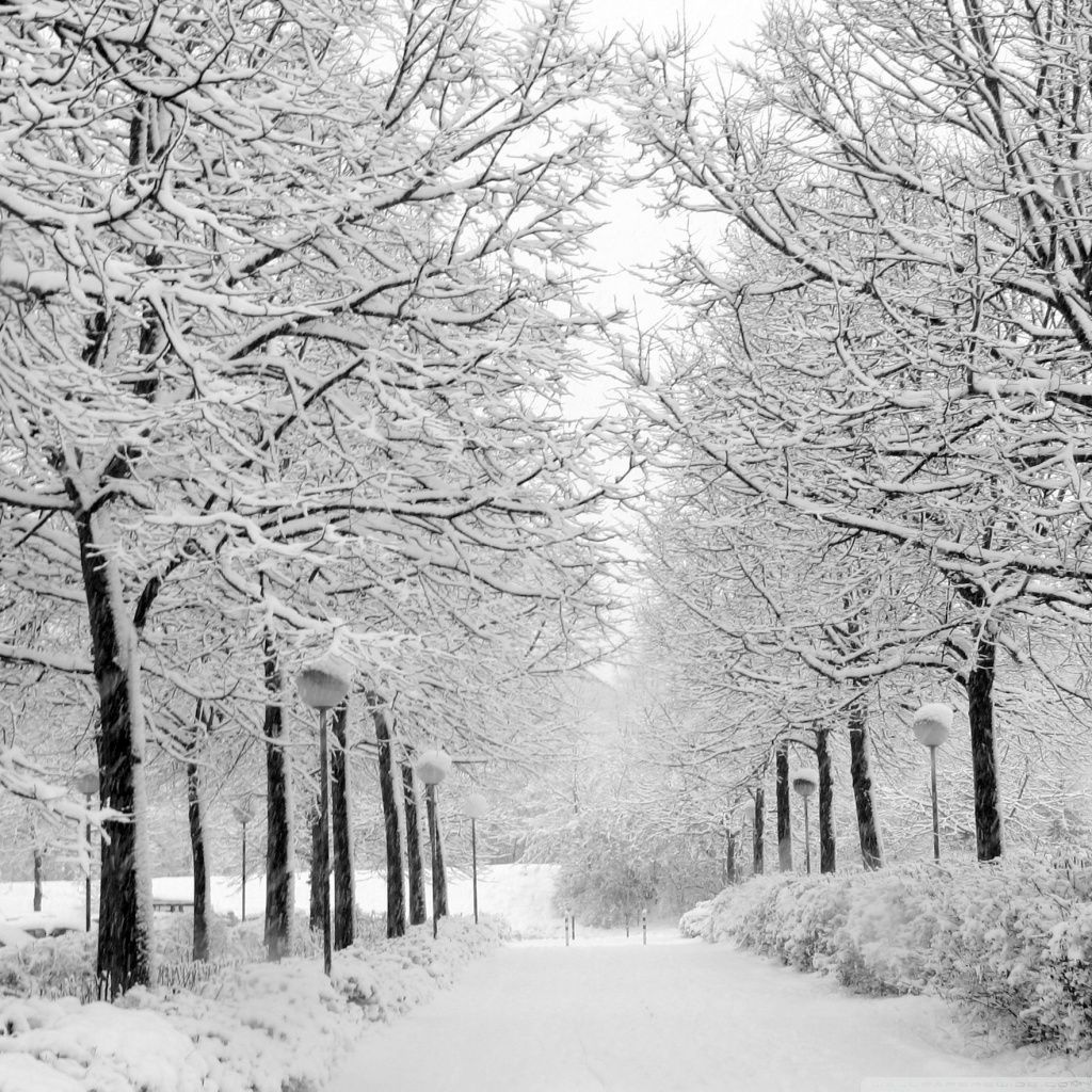 Winter In The Park Black And White HD desktop wallpaper, High