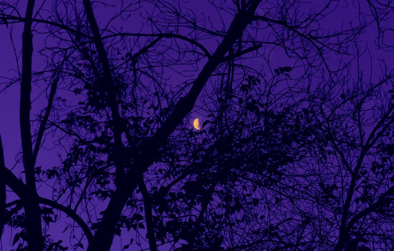 Wallpaper moon, sky, trees, nature, night, leaves, purple, 4k ultra HD background image for desktop, section природа