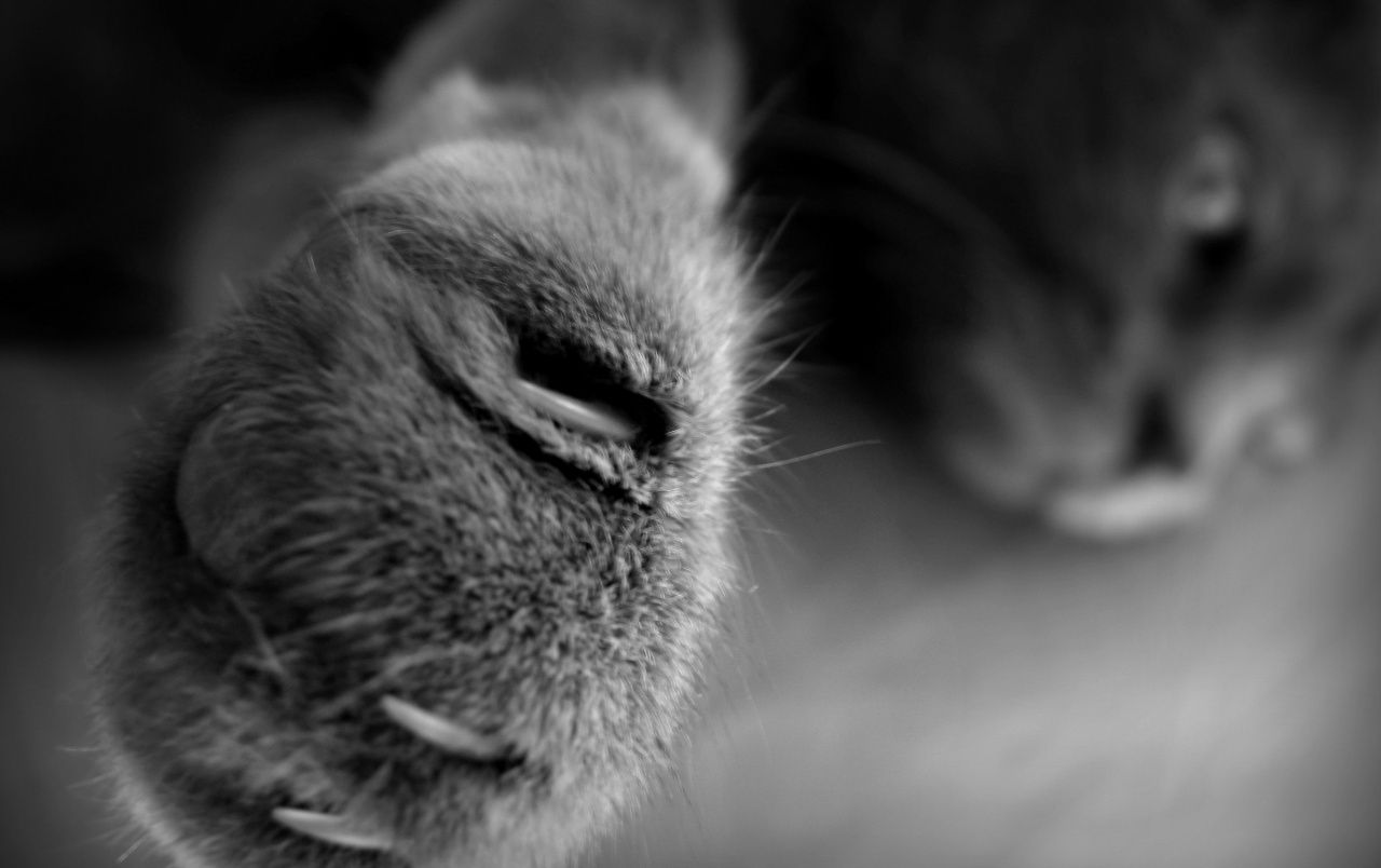 Close Up Cat Paw Wallpaper. Close Up Cat Paw