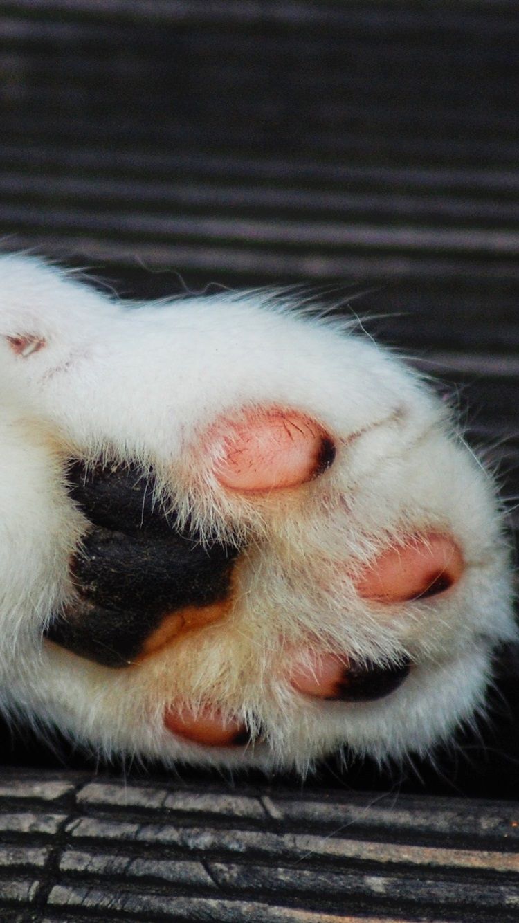 Wallpaper Cat paw 2880x1800 HD Picture, Image