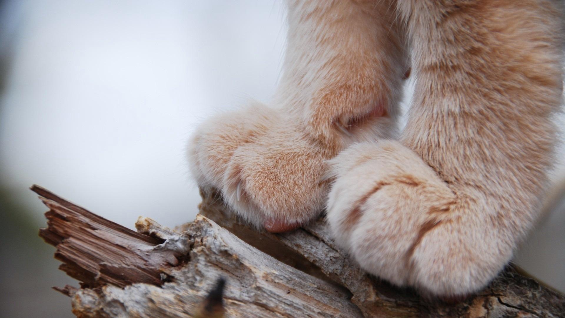 cat, Paws, Closeup, Macro, Depth of field, Animals, Nature Wallpaper HD / Desktop and Mobile Background