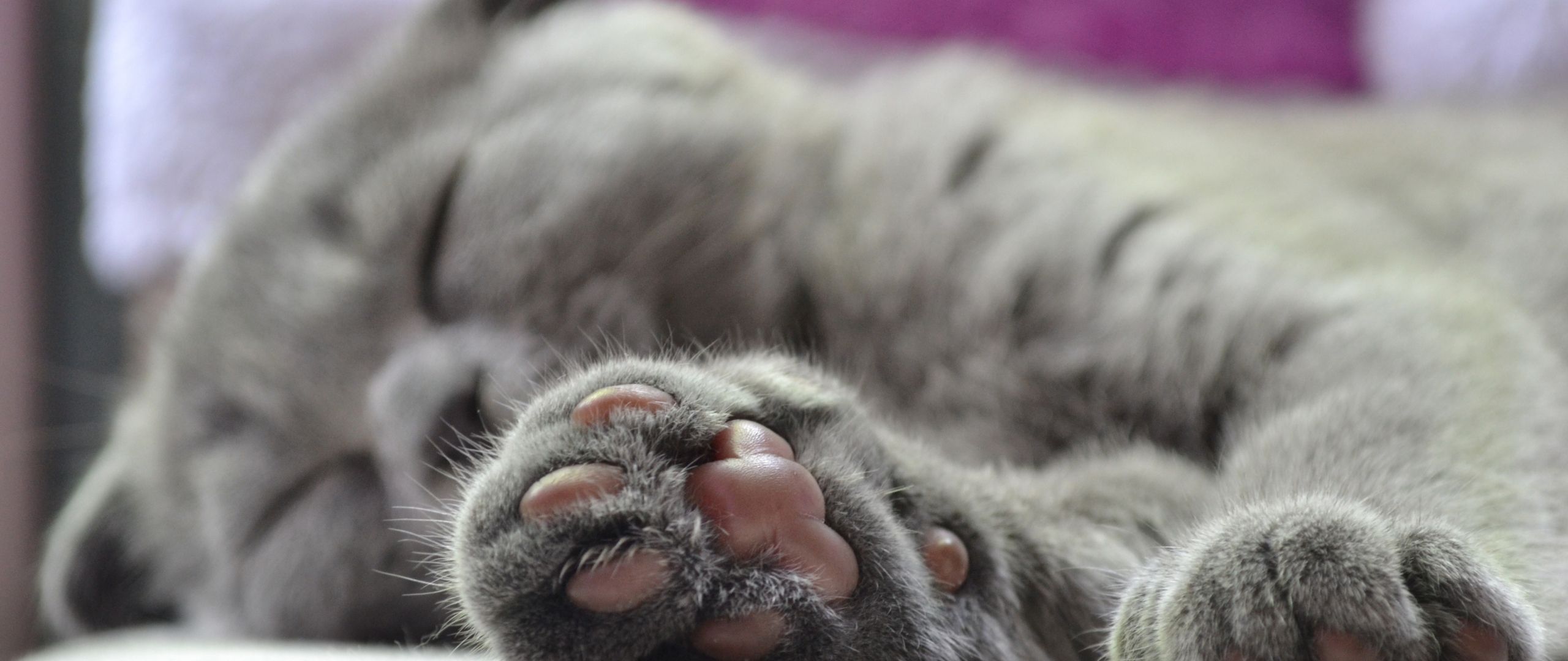 Desktop Wallpaper Cat's Paw, Sleep, Pet, HD Image, Picture, Background, Q5qxph