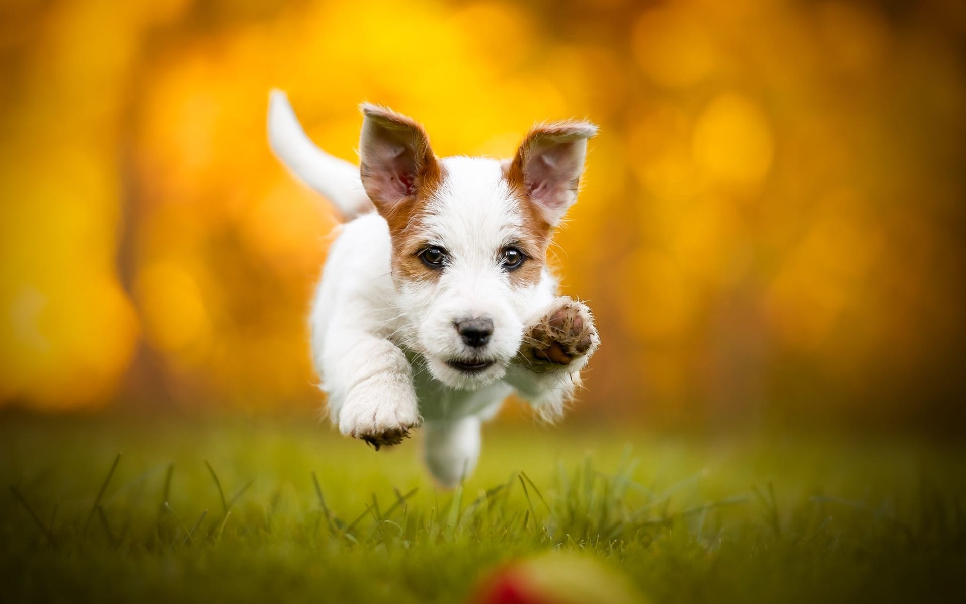 Jack Russell Dog Autumn Wallpapers - Wallpaper Cave