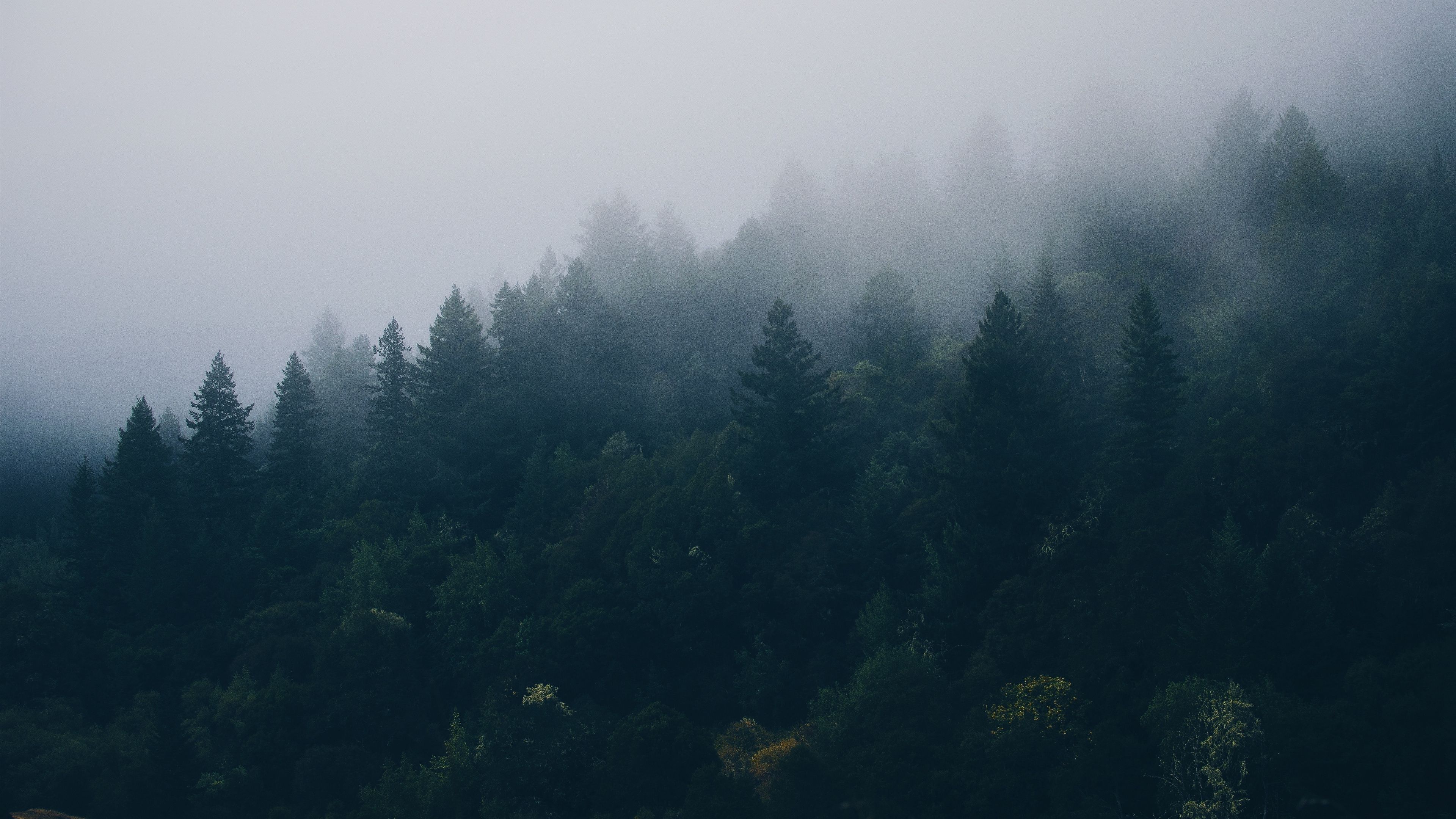 Wallpaper forest, trees, fog. Лесные обои, Зеленые фоны, Фотографии природы