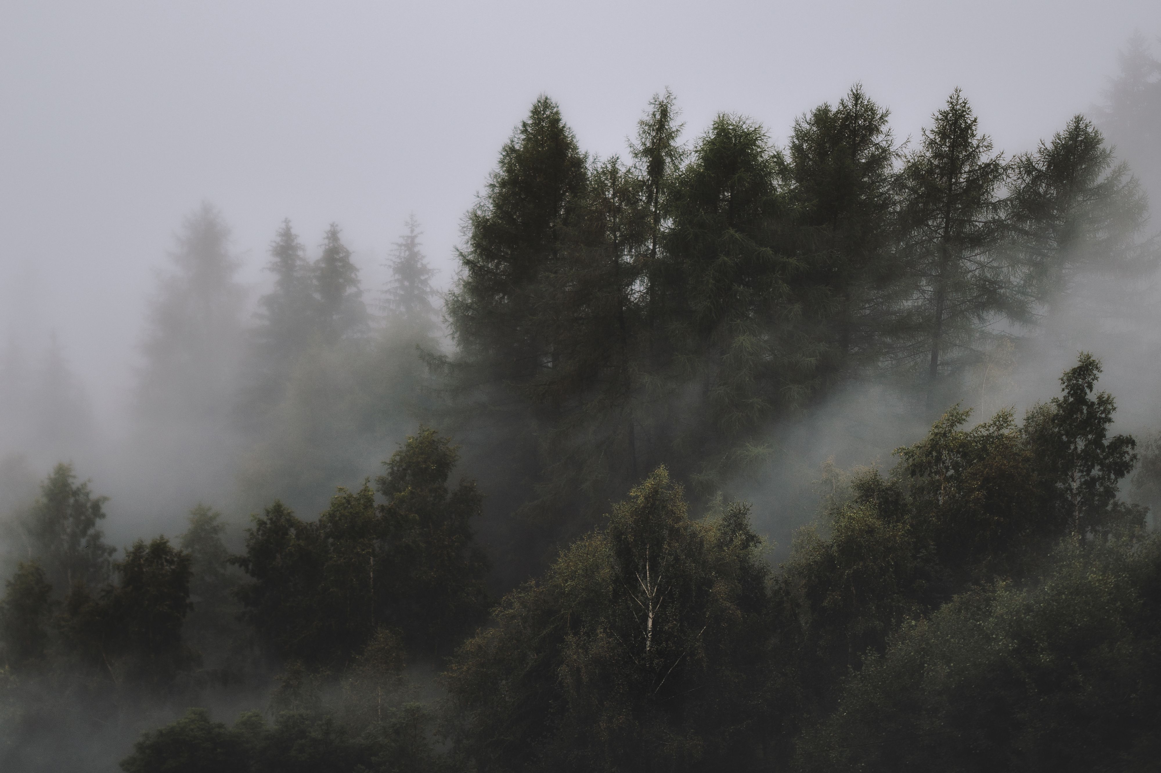 Photo of Foggy Forest · Free