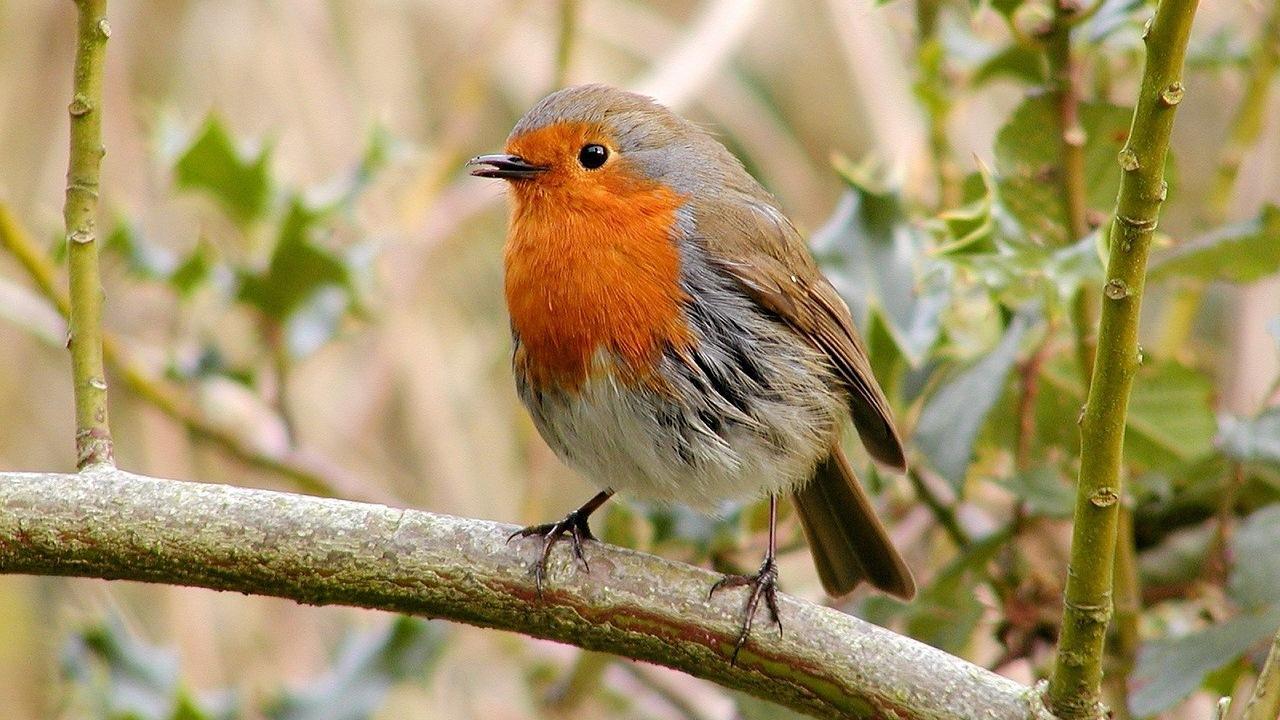 robin bird wallpaper