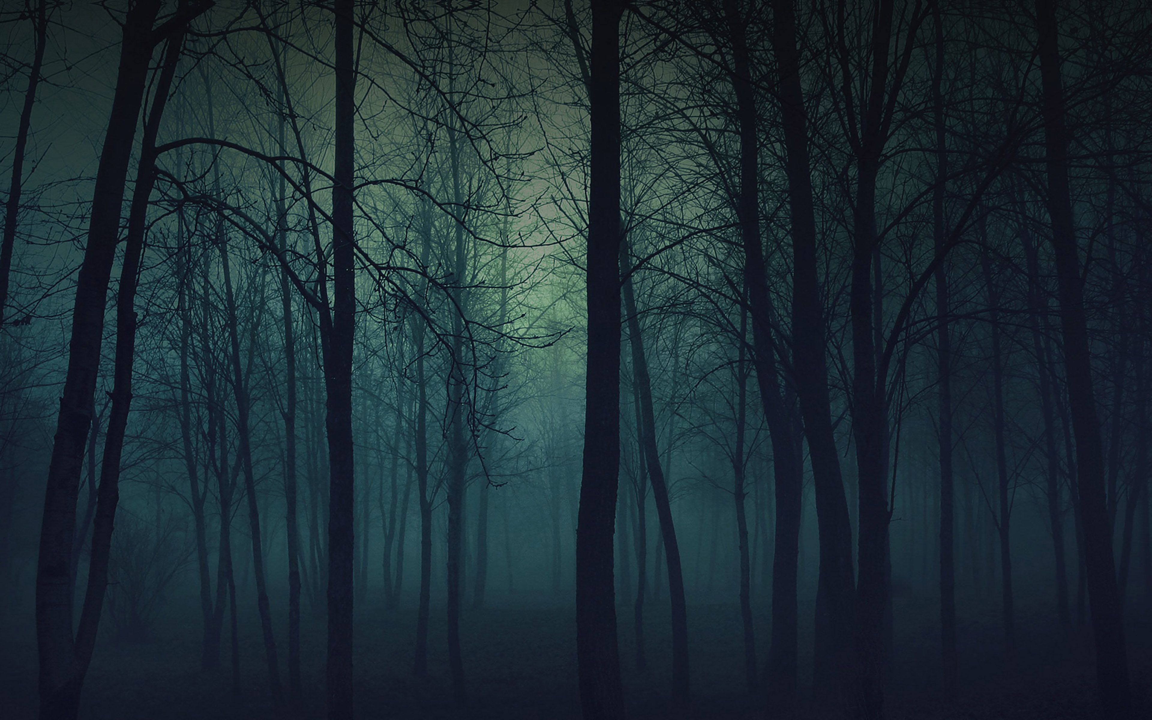 Wallpaper Foggy Forest Mountain