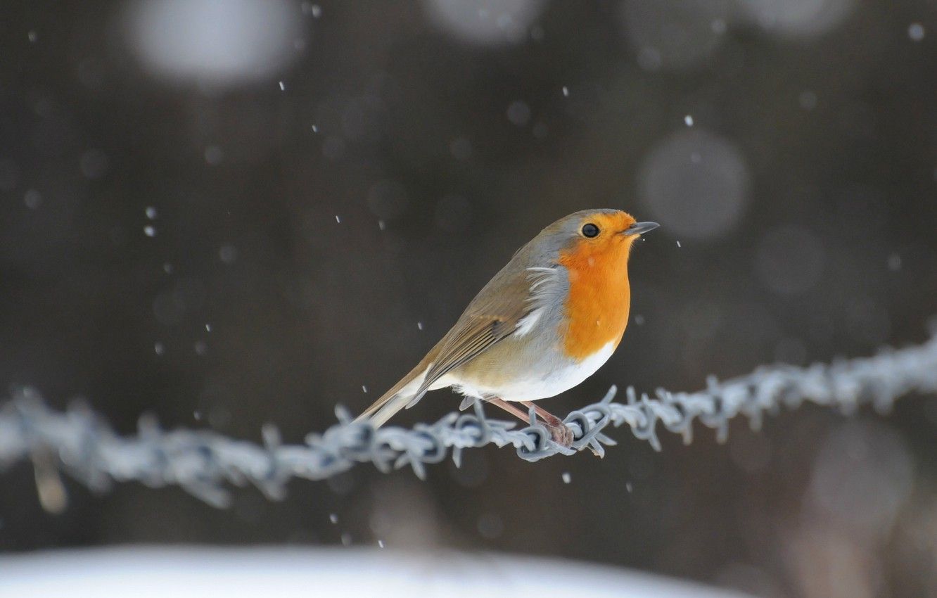 Wallpaper snow, glare, bird, wire, bird, Robin image for desktop, section животные