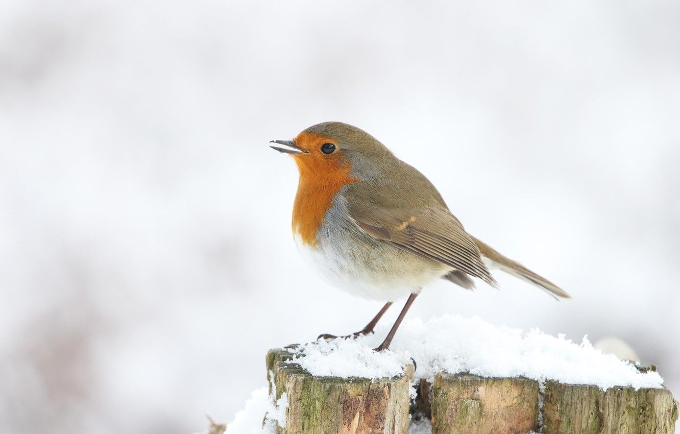 Wallpaper winter, snow, bird, stump, white background, Robin image for desktop, section животные