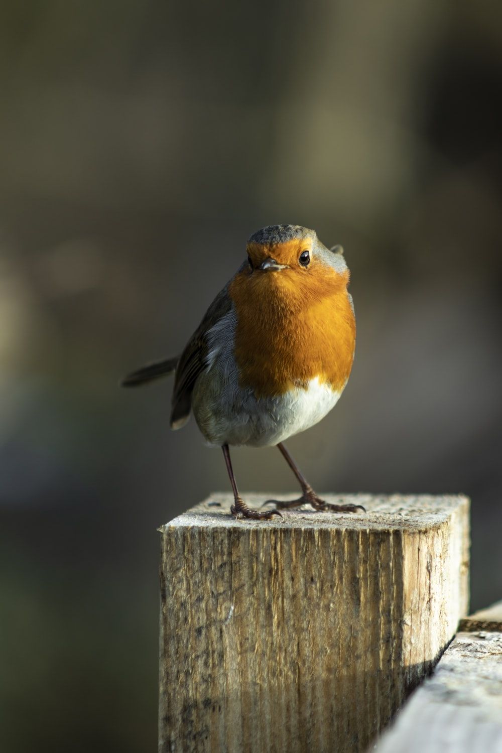 Robin Picture [HD]. Download Free Image