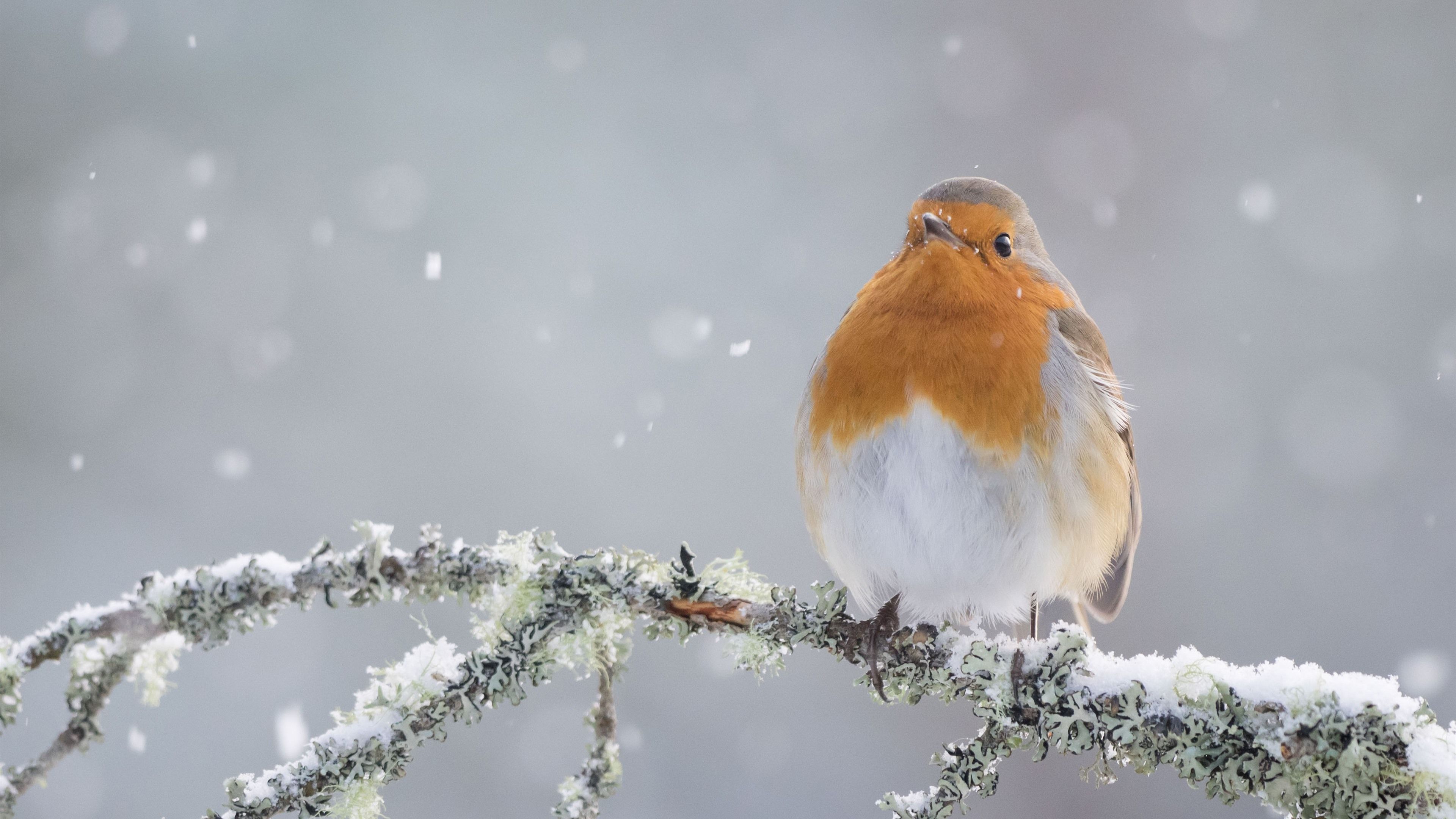 Wallpaper Robin, bird, snow, winter, tree branch 3840x2160 UHD 4K Picture, Image