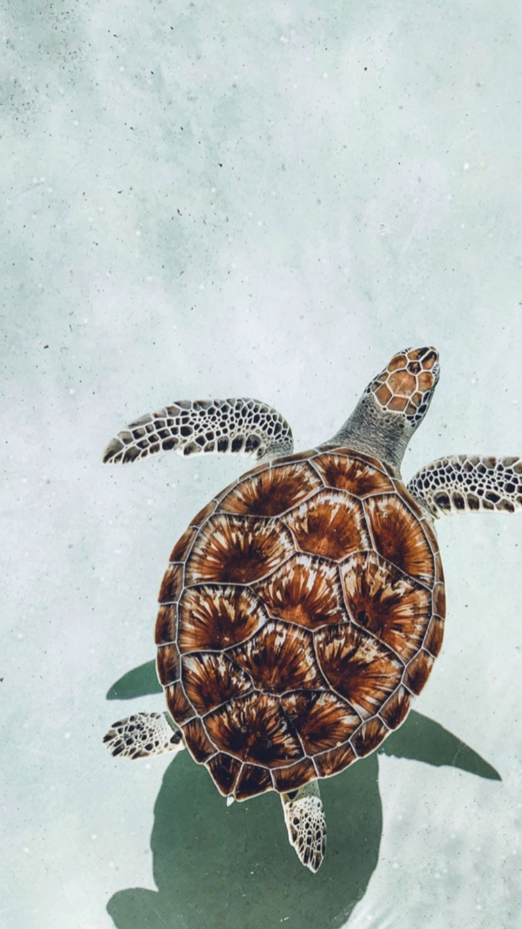 By Maria philbert. Turtle wallpaper, Animal wallpaper, Cute animals