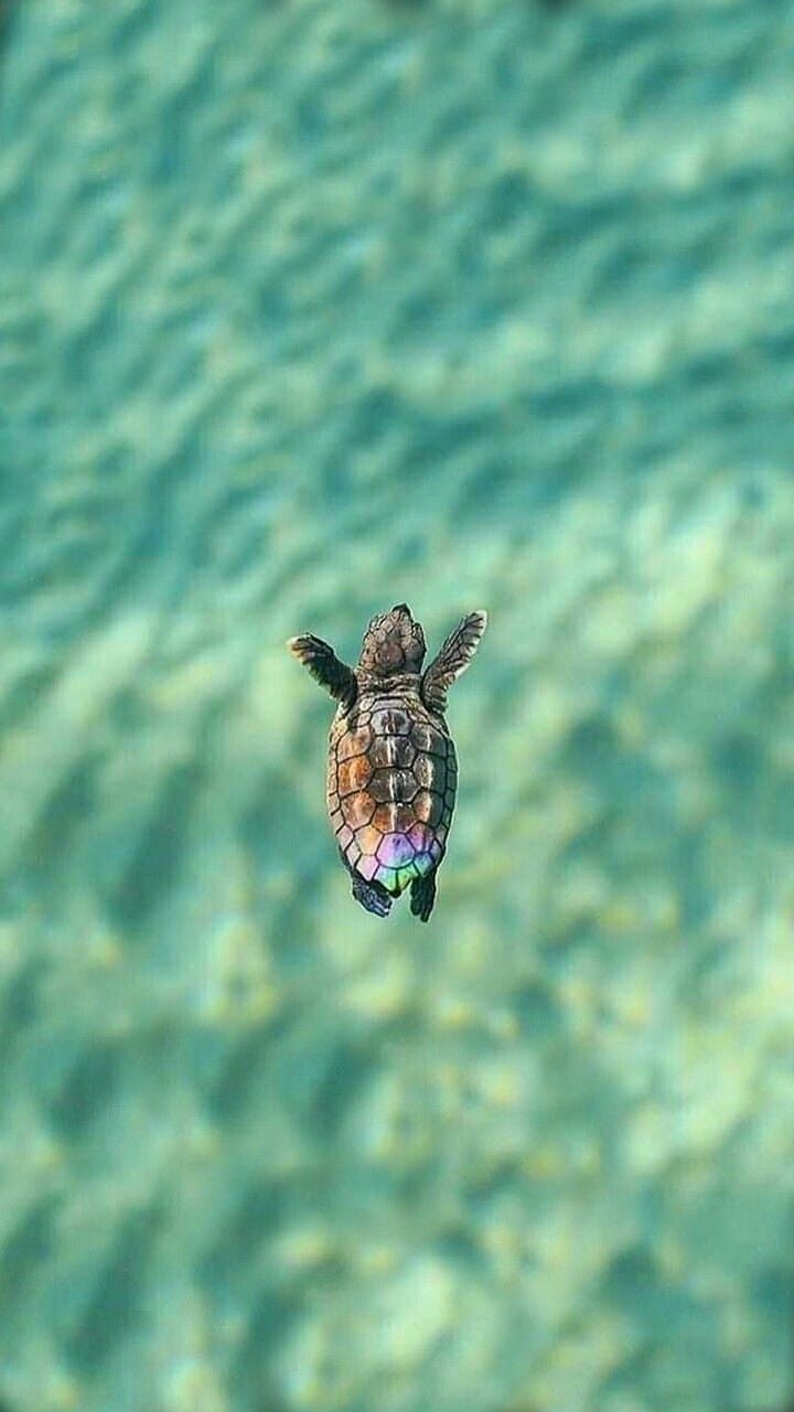 Wallpaper Turtle