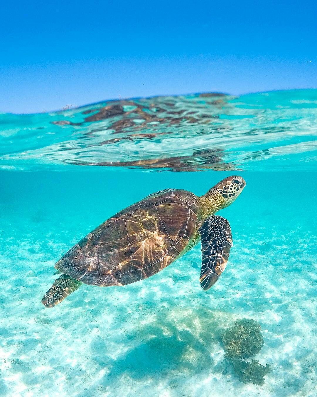 Sea Turtle. Underwater animals, Turtle habitat, Sea turtle wallpaper