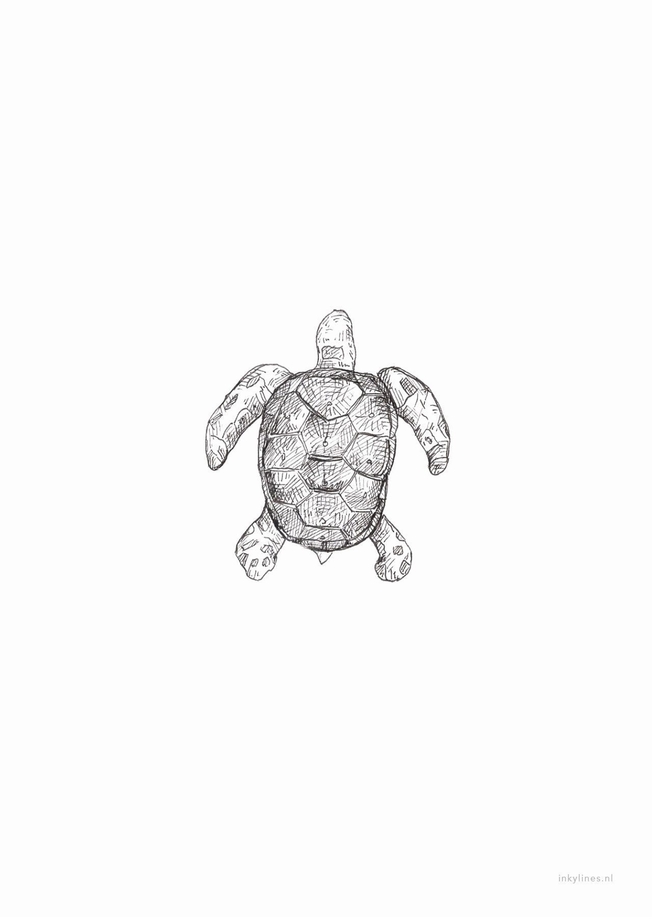 Sea. Sea drawing, Turtle drawing, Picture of turtles
