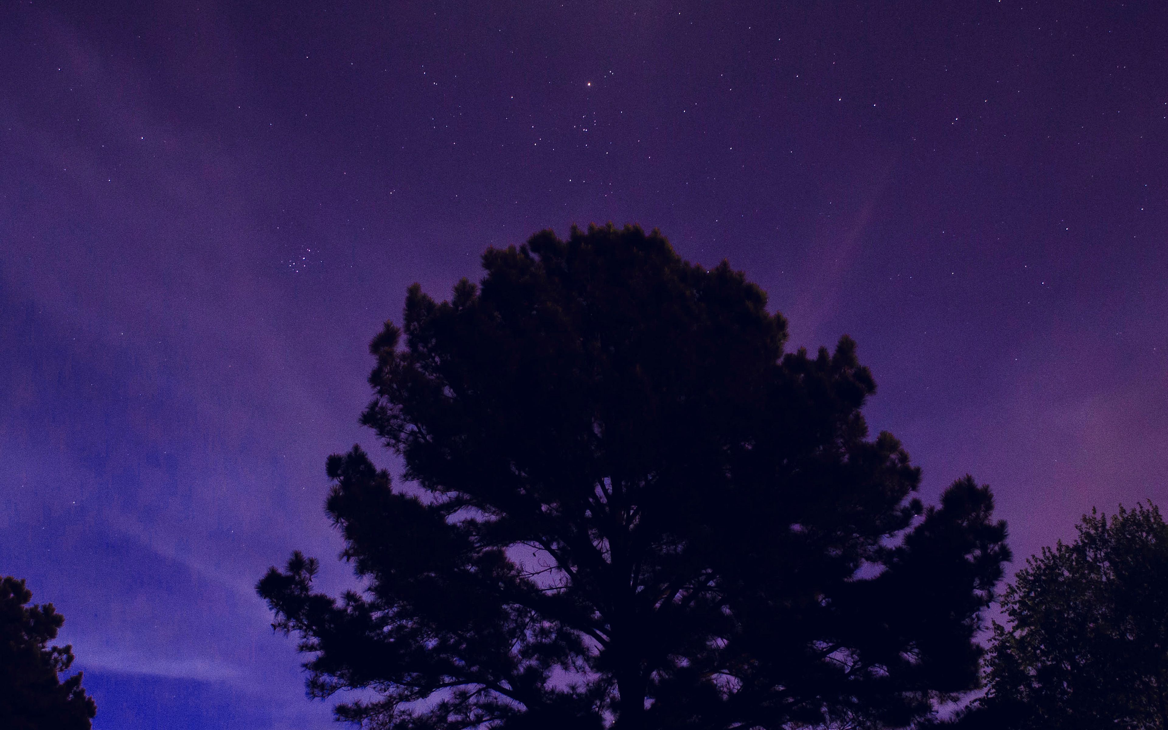 One Star Shine Night Dark Blue Sky Wood Purple Wallpaper