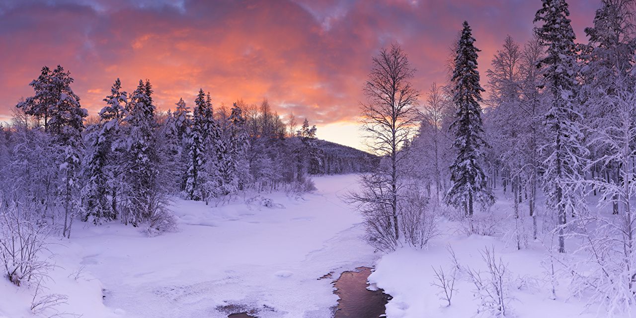 image Lapland region Finland Winter Spruce Nature Snow