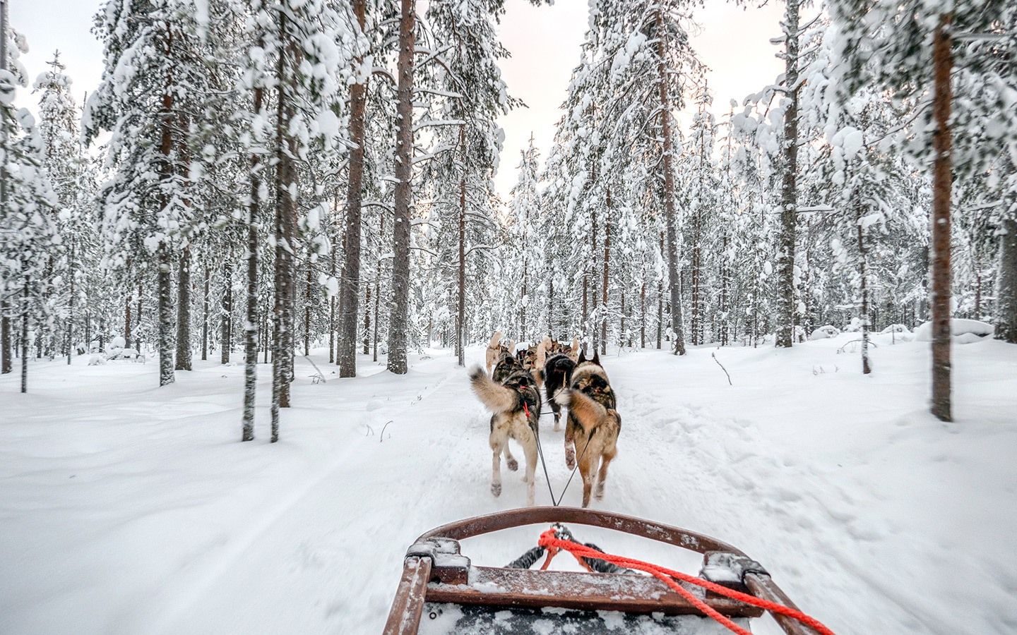 Winter Lapland Wallpapers Wallpaper Cave