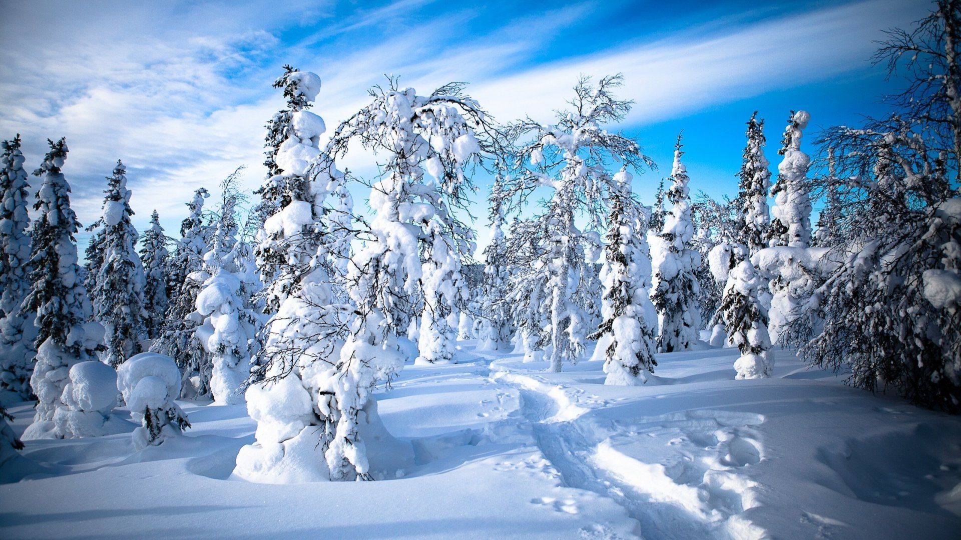 Download desktop wallpaper Lapland Finland Winter Snow Forest Trees 1920x1080