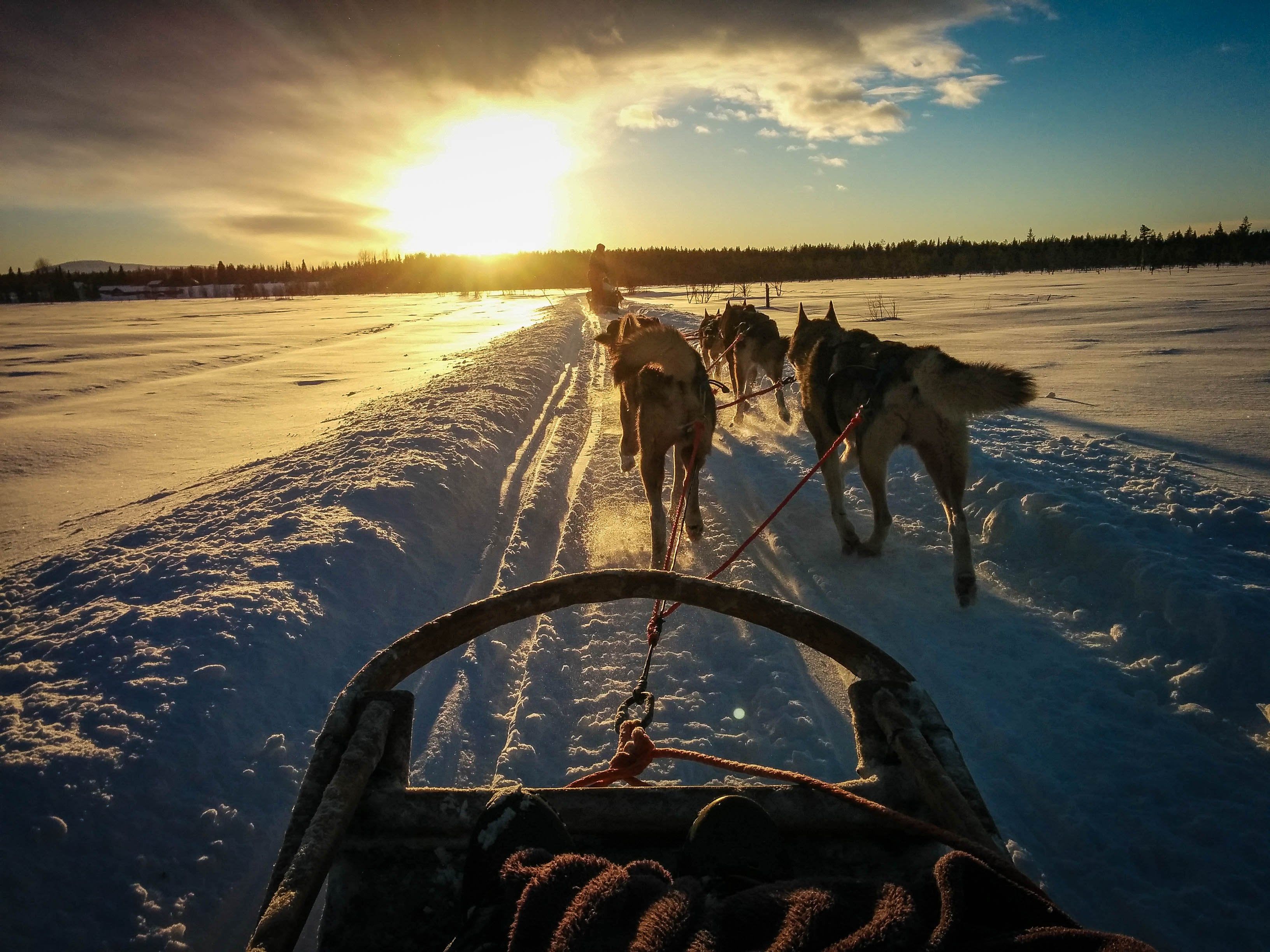 Husky ride through Lapland