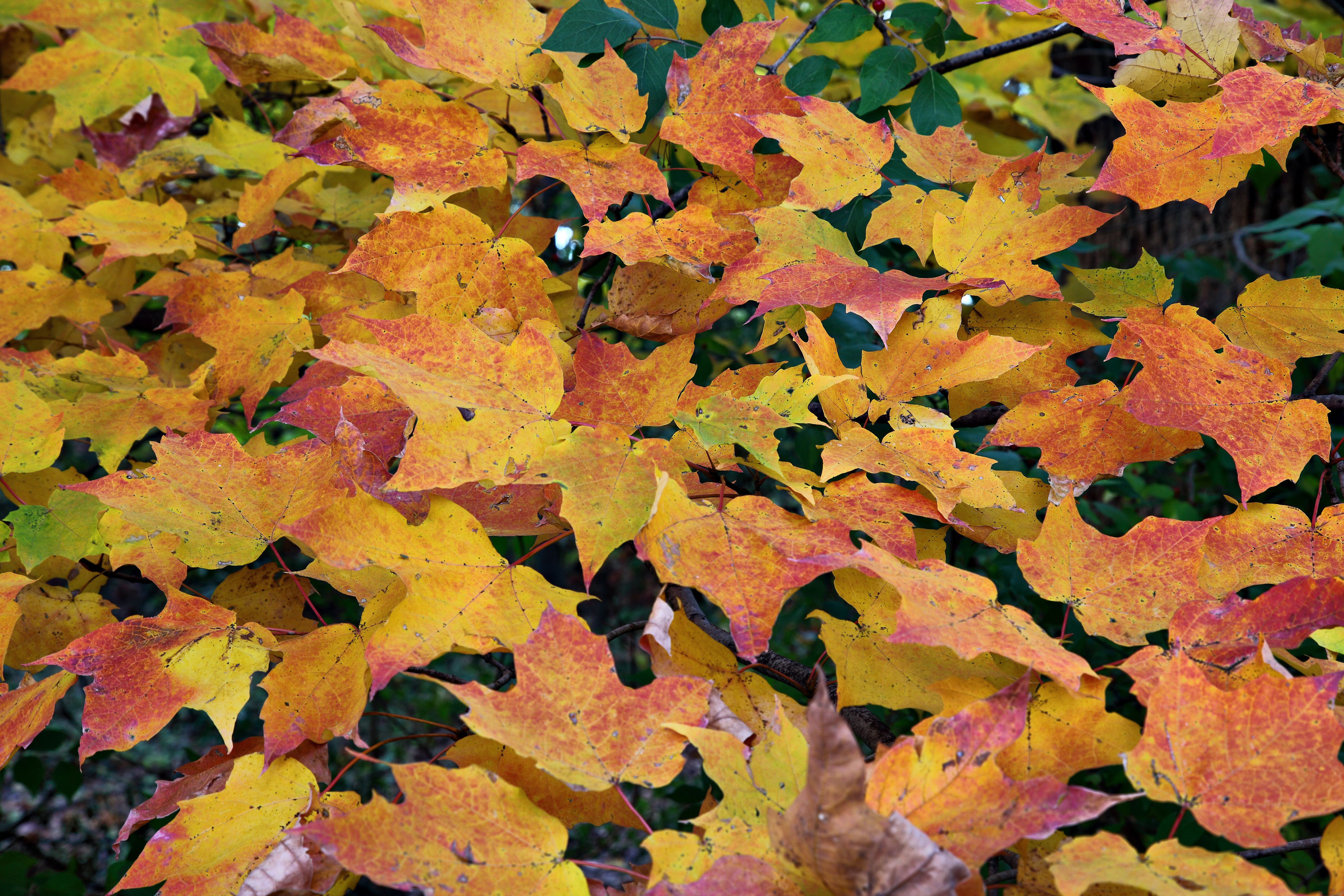 Autumn Maple Leaf Collage
