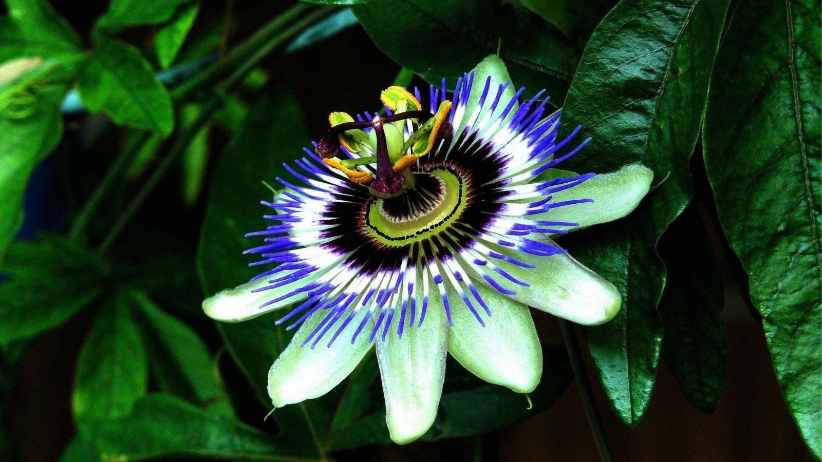 Passion Flowers HD Desktop wallpaper free download