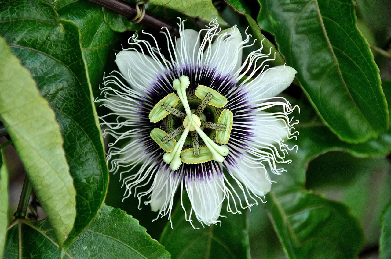 Passion Flowers HD Desktop wallpaper free download