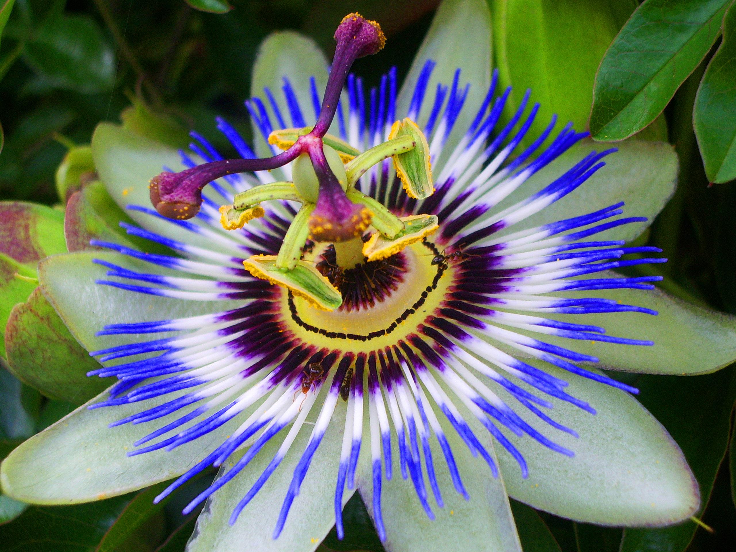 Passion Flowers HD Desktop wallpaper free download