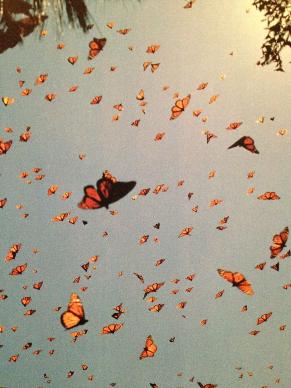 Wallpaper Tumblr Retro Butterfly Aesthetic Background