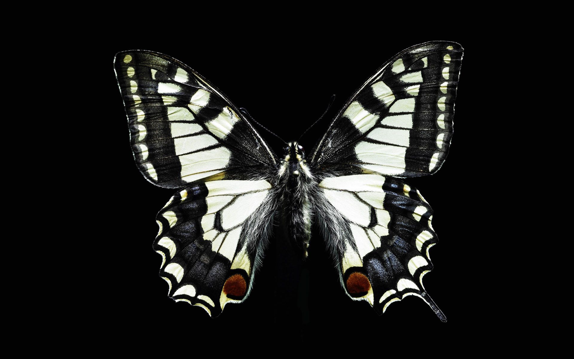 black and white butterfly black background