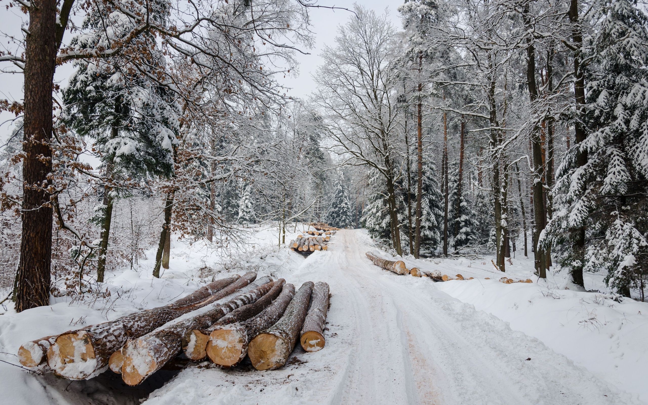 Winter road forest timber landscape wallpaperx1600