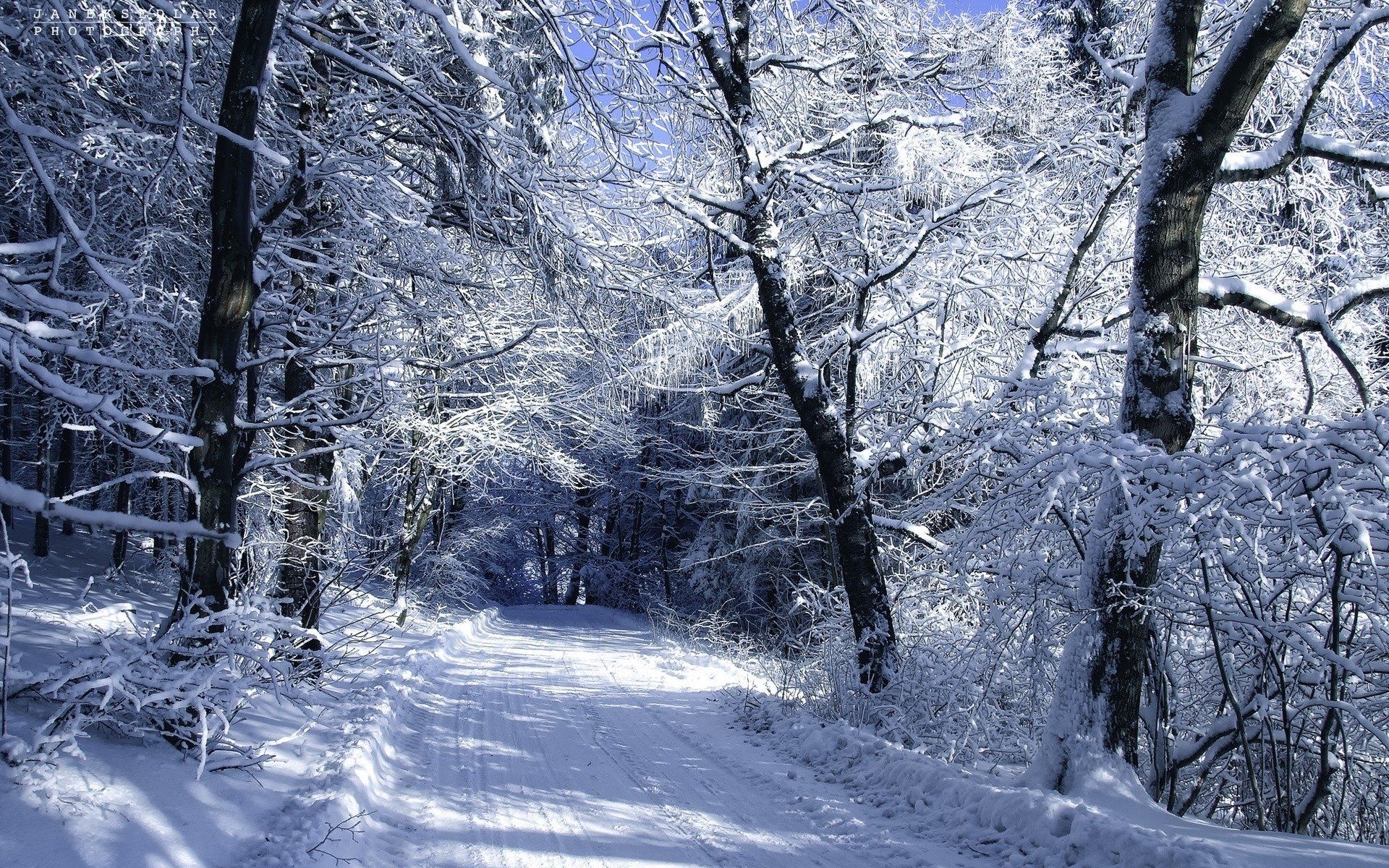 Snowy Forest Road Winter wallpaper. Snowy Forest Road Winter