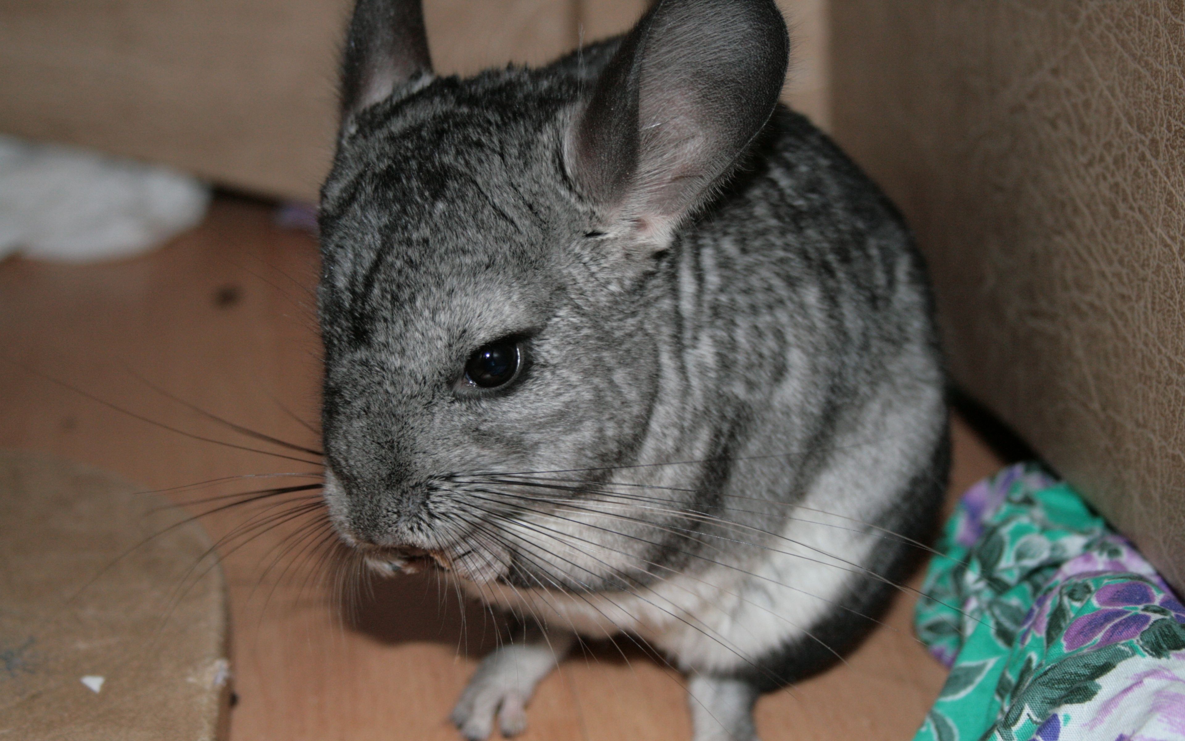 Chinchillas Wallpapers - Wallpaper Cave