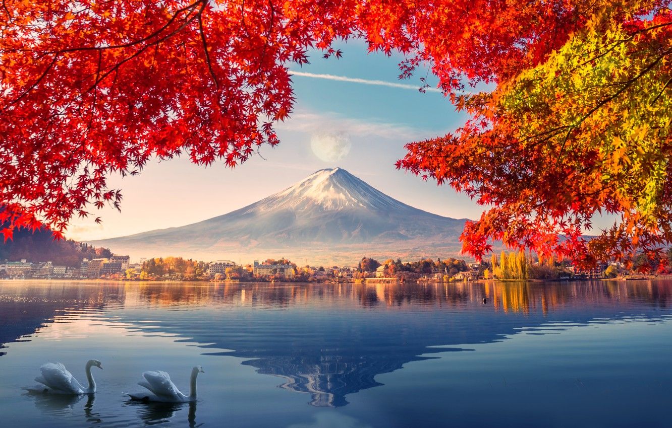 Autumn swans wallpapers wallpaper cave
