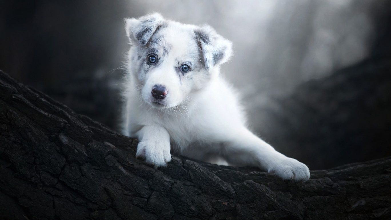 Cute Alaskan Baby Dog HD Image, Wallpaper, HD Picture Media Magazine ERROR 404 Media Magazine
