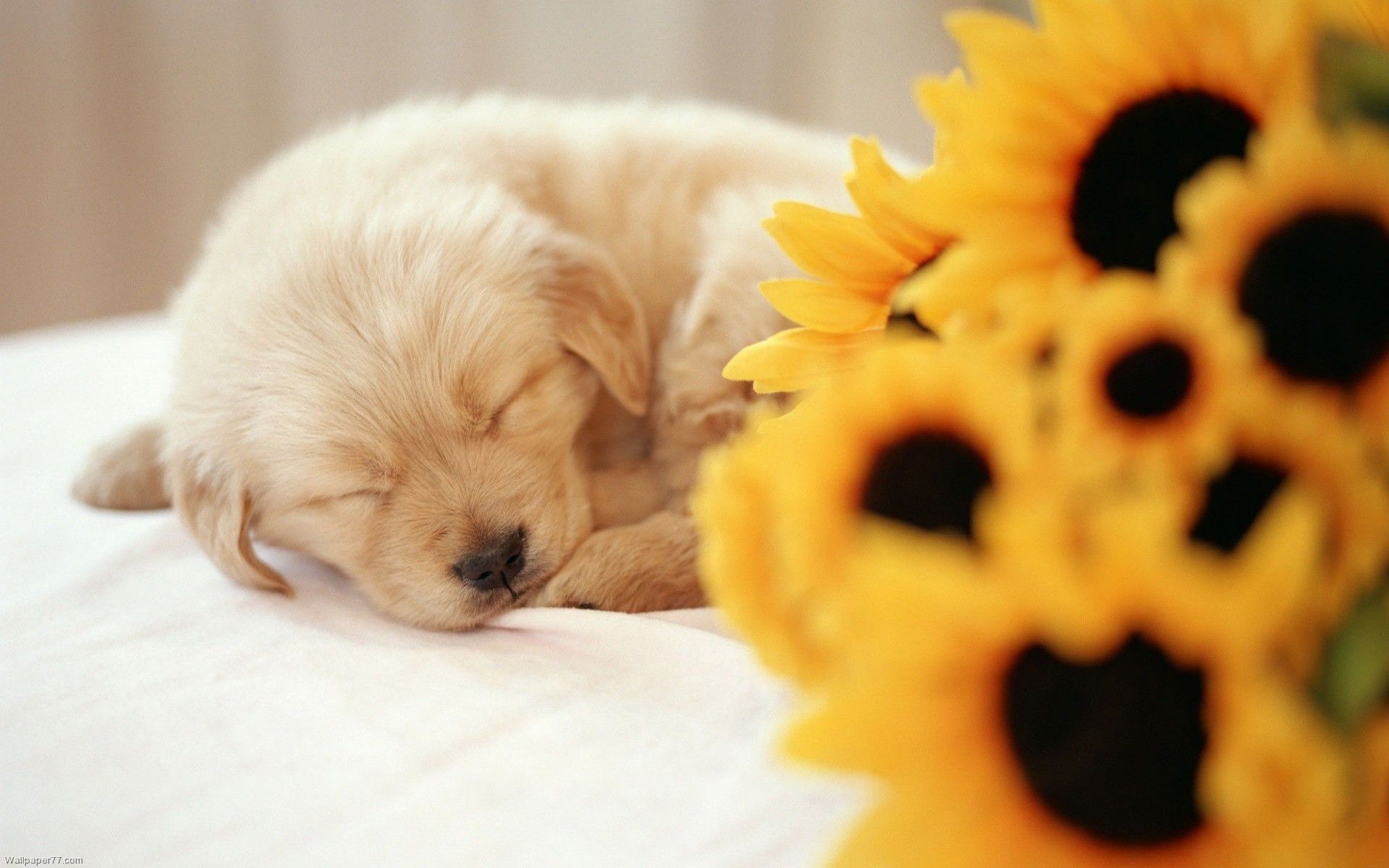 Baby puppies wallpaper