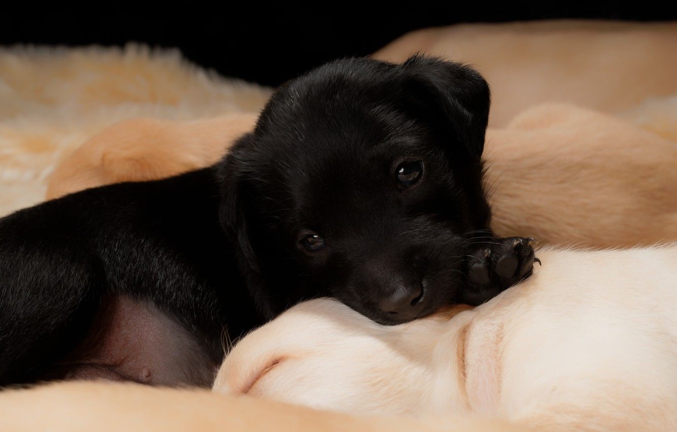 Wallpaper look, black, dog, baby, puppies, puppy, lies, face, Labrador, Retriever, puppy image for desktop, section собаки