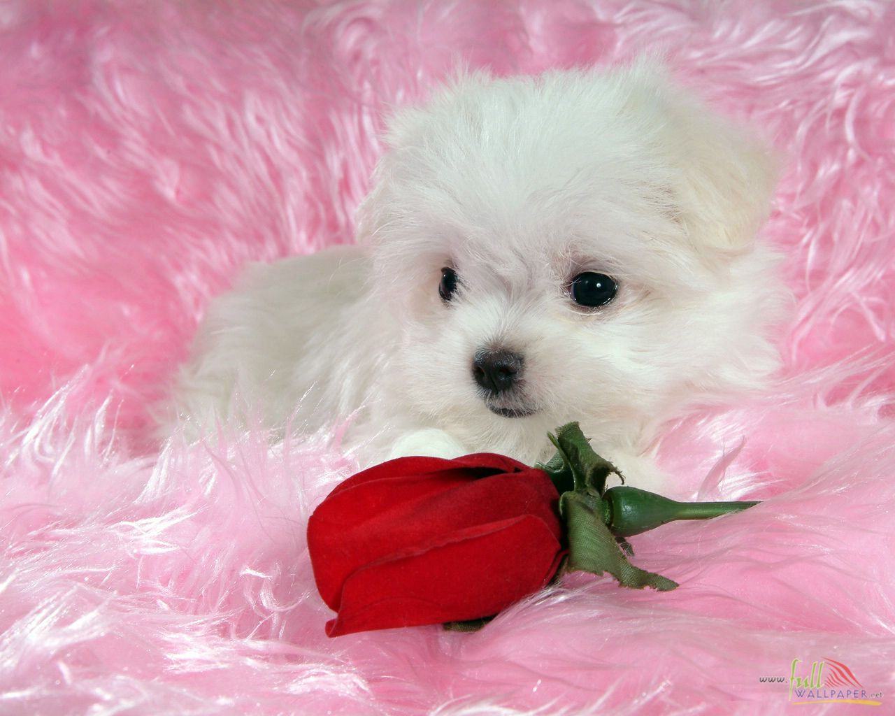 Cute Baby Dogs Wallpaper