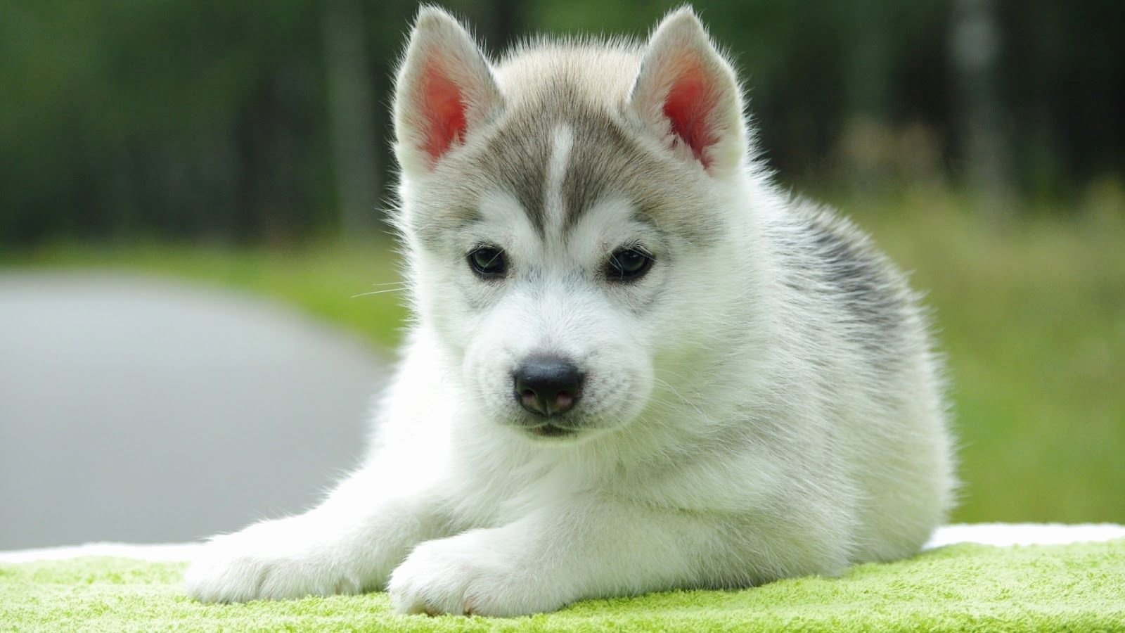 Baby Husky Wallpaper Fresh Cute Baby Husky Puppies Puppy 1080 Jpg Litle Pups 2019 of The Hudson