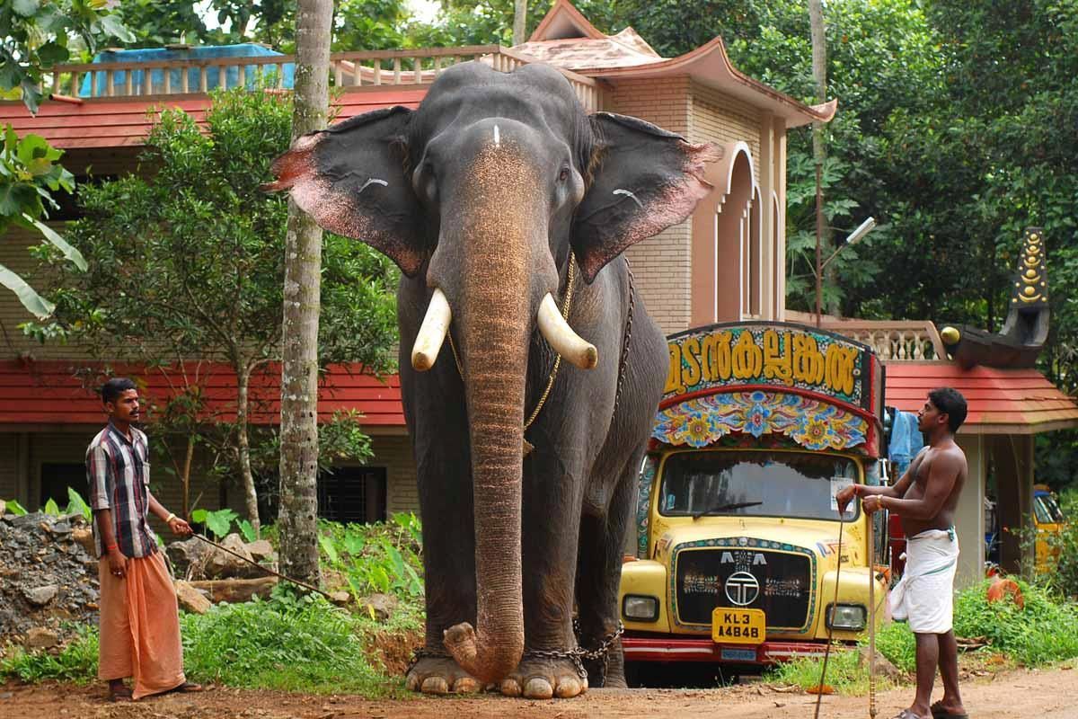 Kerala Elephant Pampady Rajan. Holiday destinations in india, Elephant, Kerala tourism