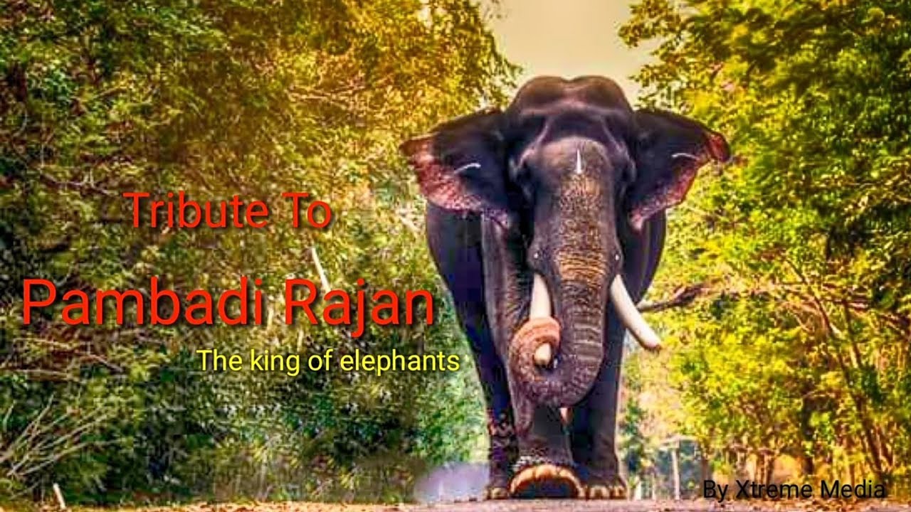 Pambadi Rajan tribute. The king of elephants