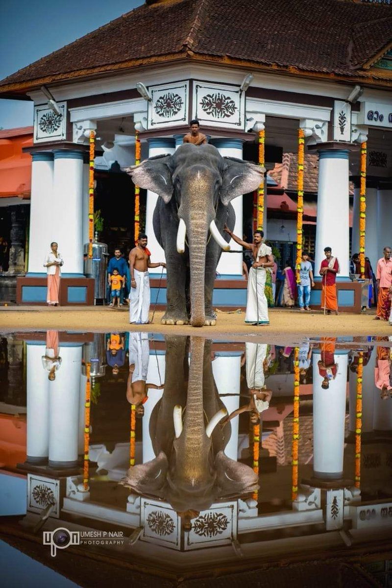 Kerala: King of Tuskers, Pambadi Rajan is at Vaikom temple!