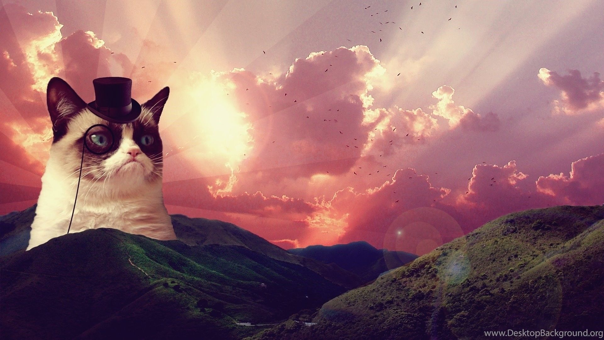 Cool Grumpy Cat Wallpaper Meme Desktop Background Wallpaper & Background Download