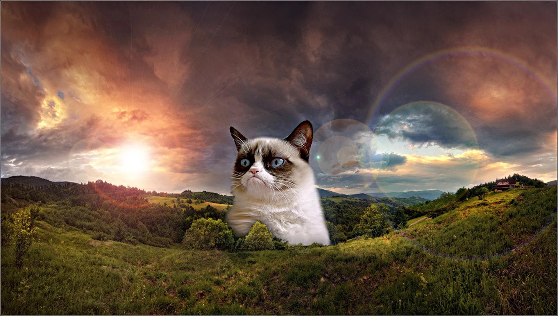 Grumpy Cat Meme HD Wallpaper 1920x1088