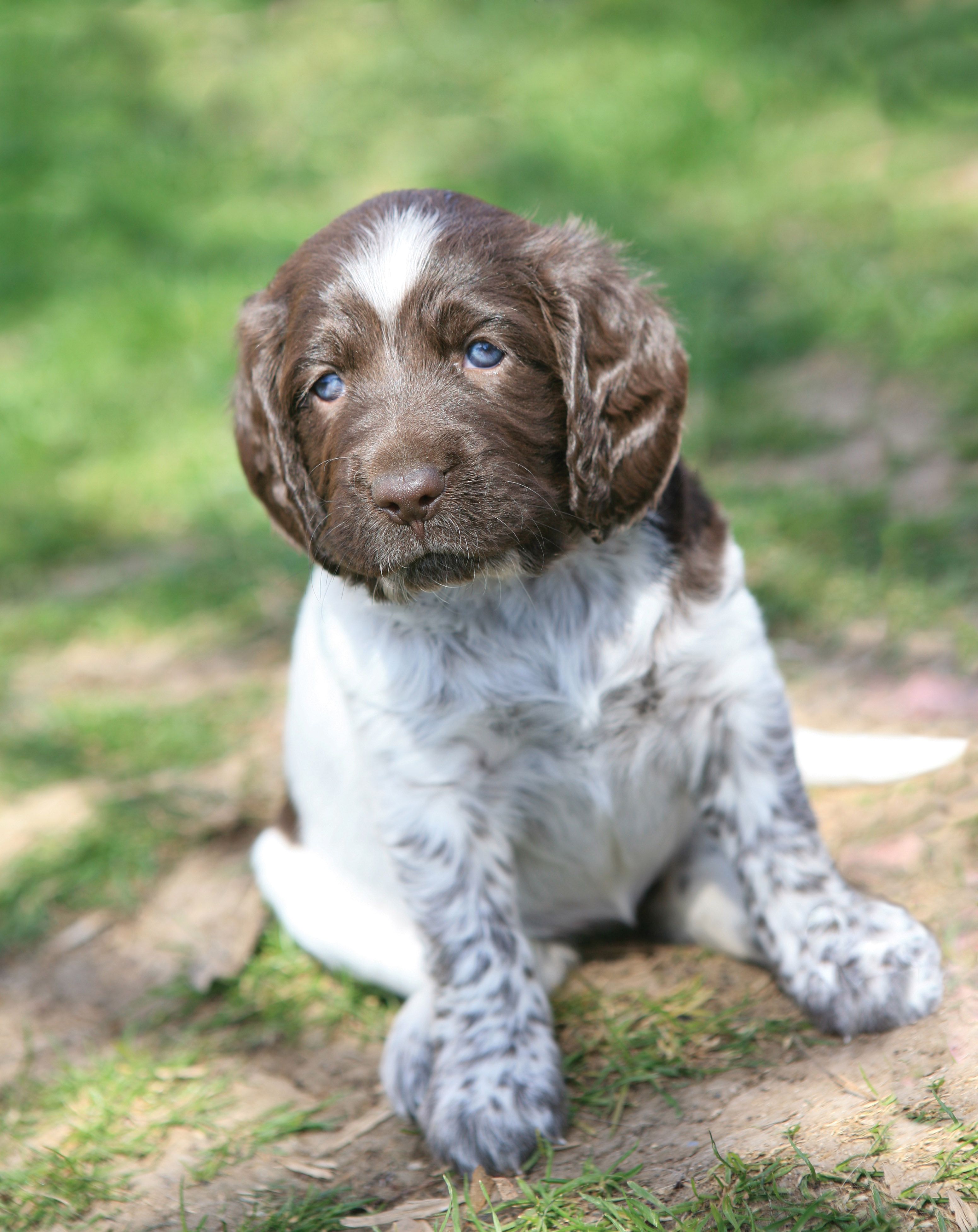 German Shorthaired Pointer puppy photo and wallpaper. Beautiful German Shorthaired Pointer puppy picture