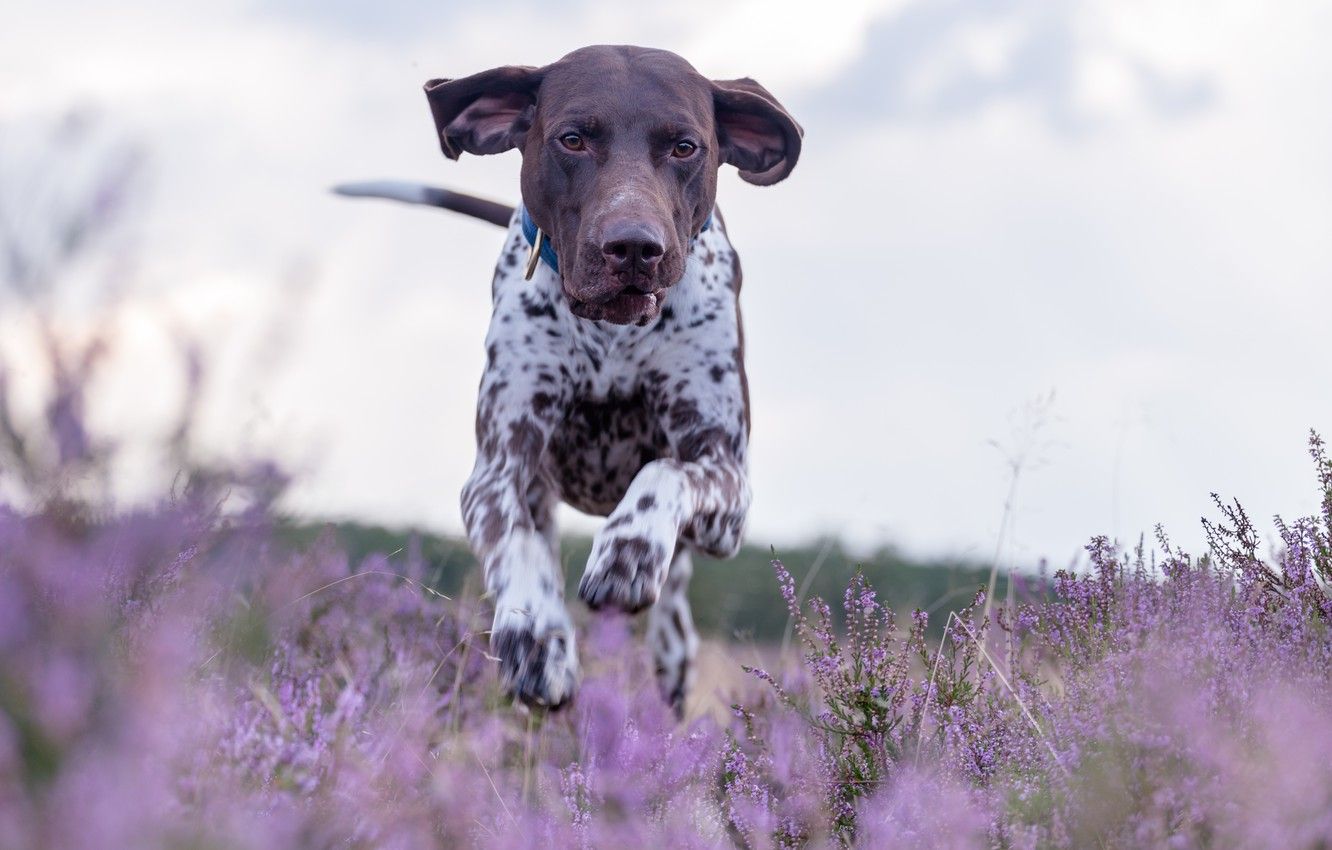 Wallpaper dog, meadow, running, walk, Heather, German pointer, shorthaired pointer, German shorthaired pointer image for desktop, section собаки