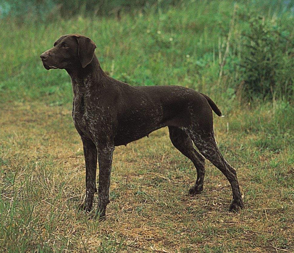 German shorthaired pointer. breed of dog