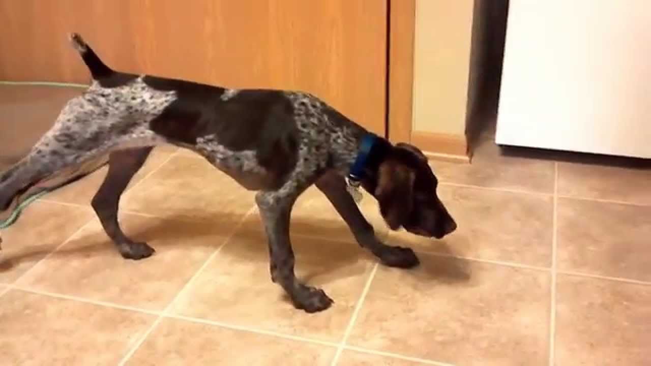 German Shorthaired Pointer to Adult