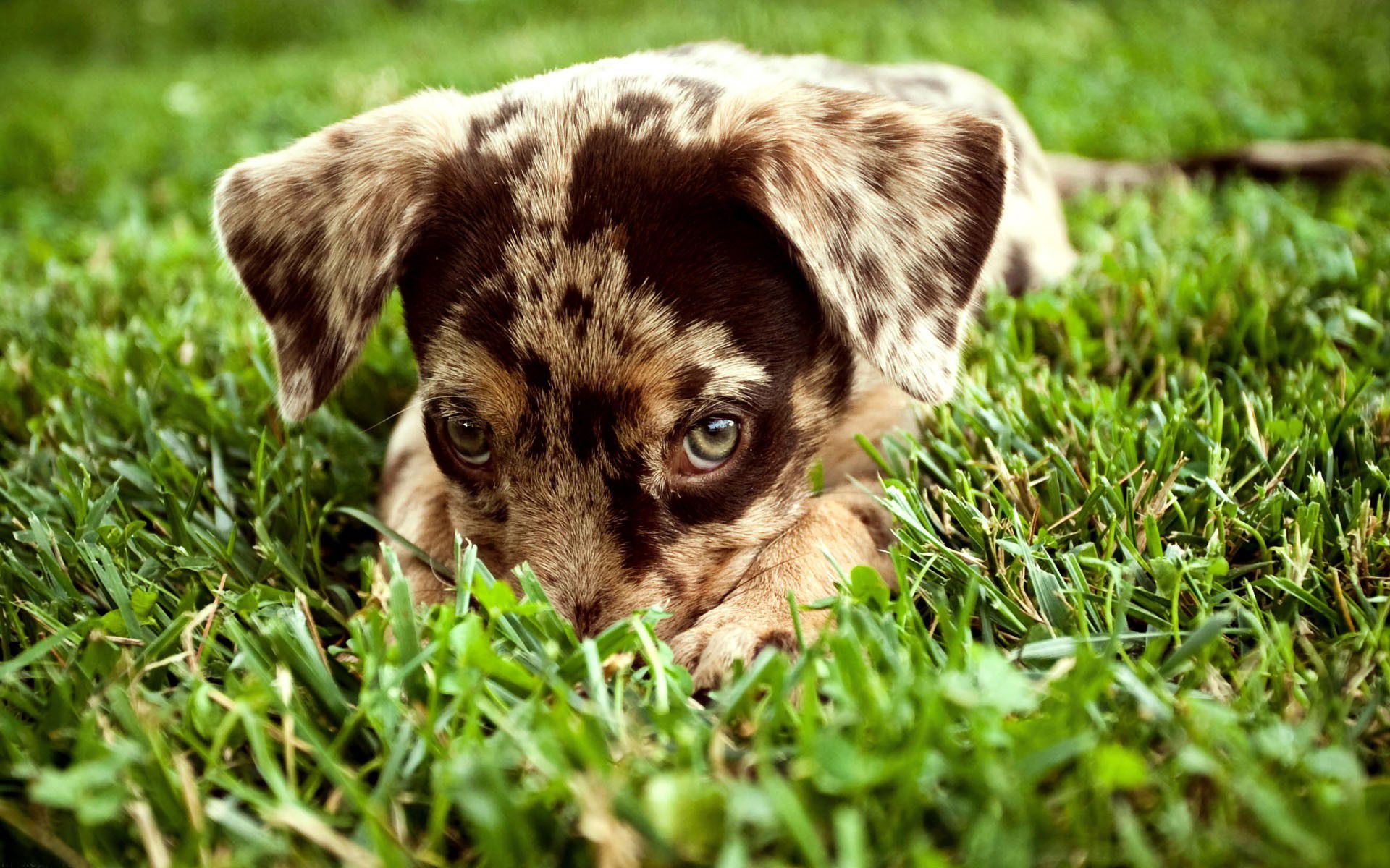Download wallpaper German Shorthaired Pointer, puppy, pets, dogs, lawn, cute animals, German Shorthaired Pointer Dog for desktop with resolution 1920x1200. High Quality HD picture wallpaper