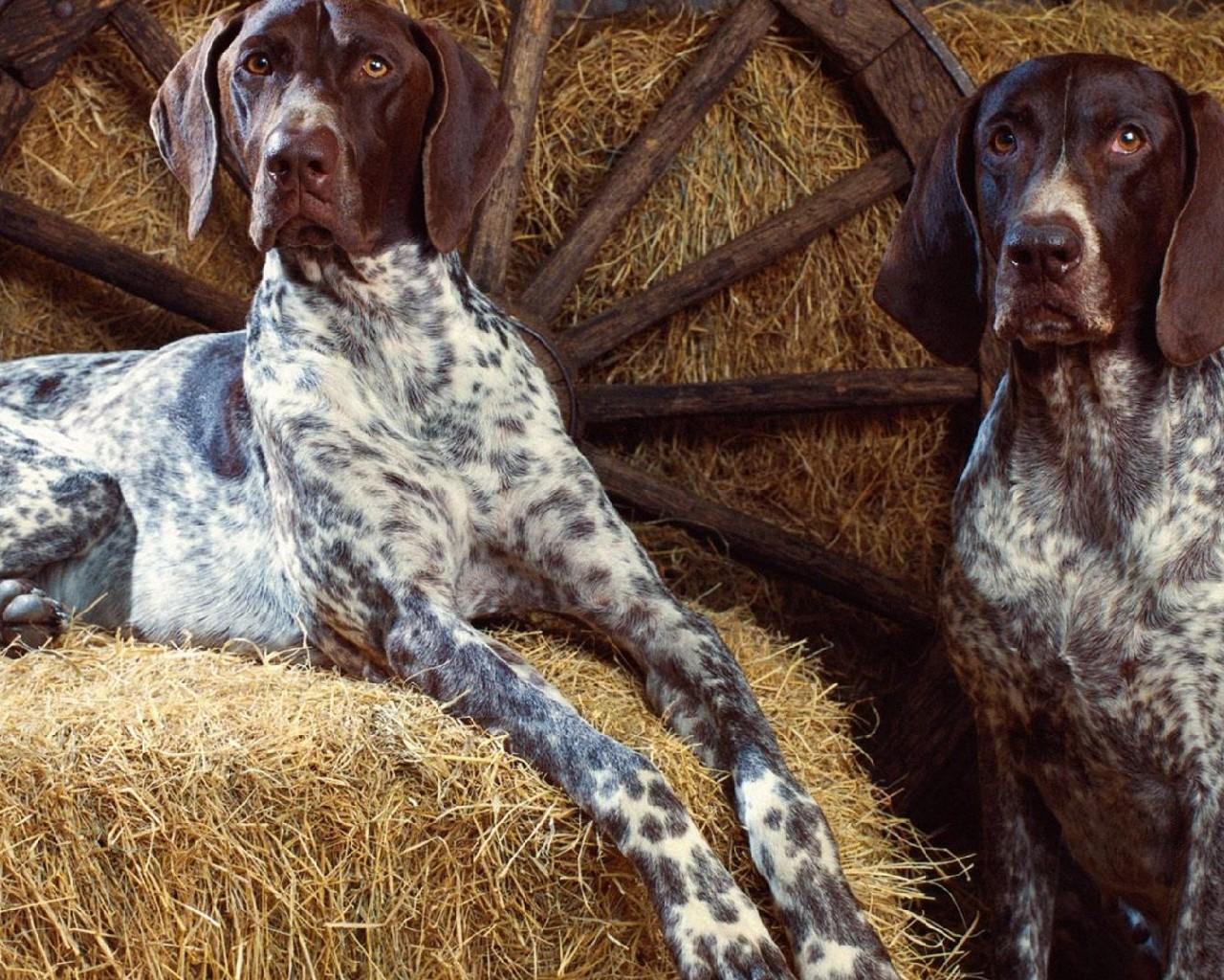 German Shorthaired Pointer New HD Wallpaper for Android